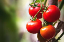 115209-tomaten_plant